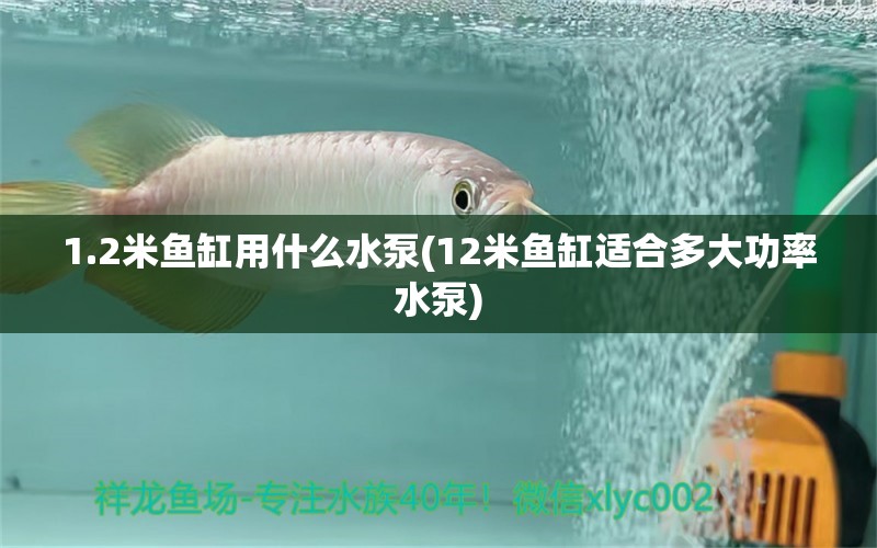 1.2米鱼缸用什么水泵(12米鱼缸适合多大功率水泵) 斑马鸭嘴鱼