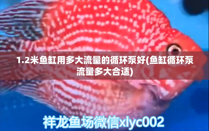 1.2米鱼缸用多大流量的循环泵好(鱼缸循环泵流量多大合适)