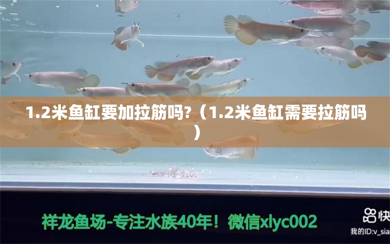 1.2米鱼缸要加拉筋吗?（1.2米鱼缸需要拉筋吗） 鱼缸百科