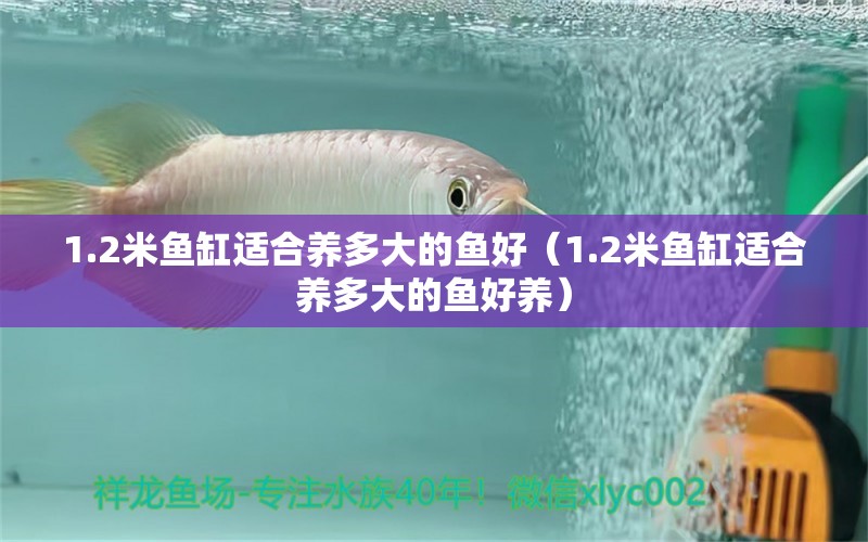 1.2米鱼缸适合养多大的鱼好（1.2米鱼缸适合养多大的鱼好养）