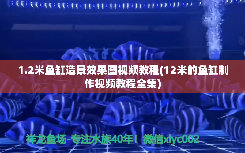 1.2米鱼缸造景效果图视频教程(12米的鱼缸制作视频教程全集) 银龙鱼苗