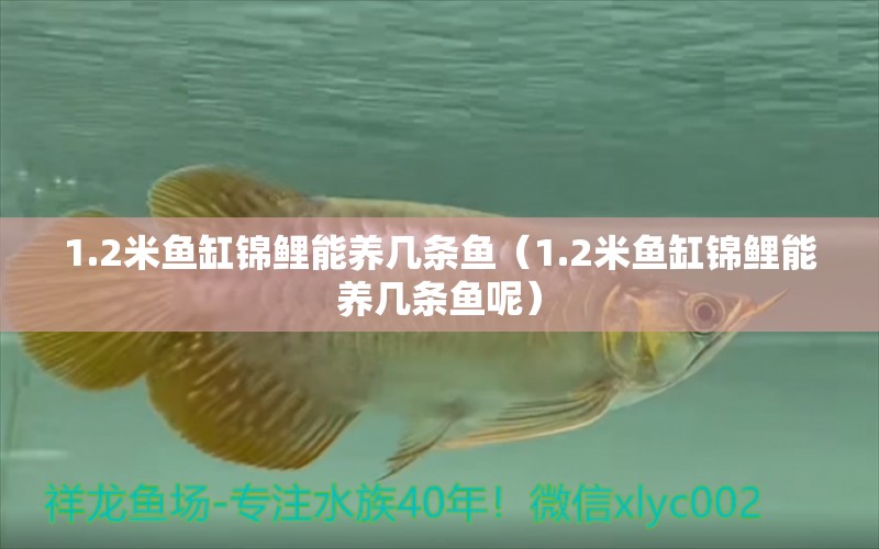 1.2米鱼缸锦鲤能养几条鱼（1.2米鱼缸锦鲤能养几条鱼呢） 鱼缸