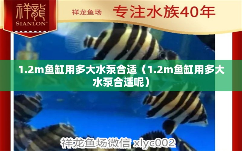 1.2m鱼缸用多大水泵合适（1.2m鱼缸用多大水泵合适呢） 其他品牌鱼缸