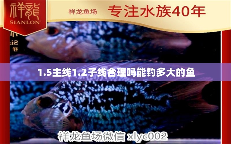 1.5主线1.2子线合理吗能钓多大的鱼 广州祥龙国际水族贸易 第2张