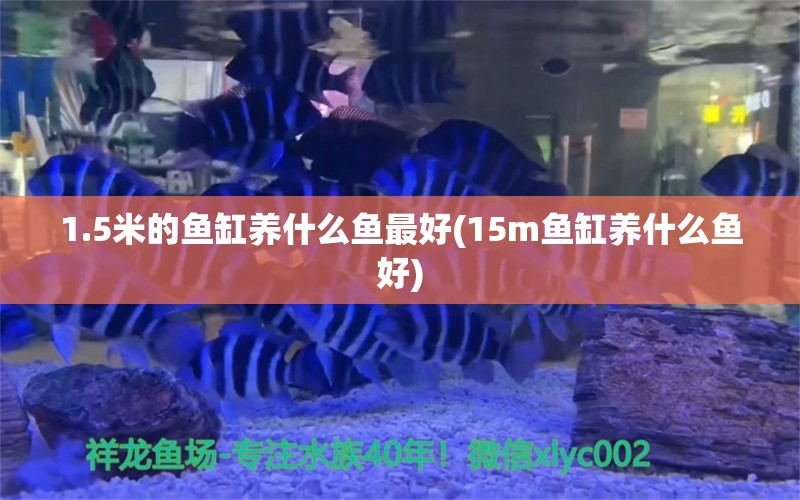 1.5米的鱼缸养什么鱼最好(15m鱼缸养什么鱼好) 纯血皇冠黑白魟鱼 第1张