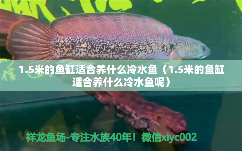 1.5米的鱼缸适合养什么冷水鱼（1.5米的鱼缸适合养什么冷水鱼呢） 其他品牌鱼缸