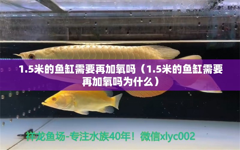 1.5米的鱼缸需要再加氧吗（1.5米的鱼缸需要再加氧吗为什么） 鱼缸百科