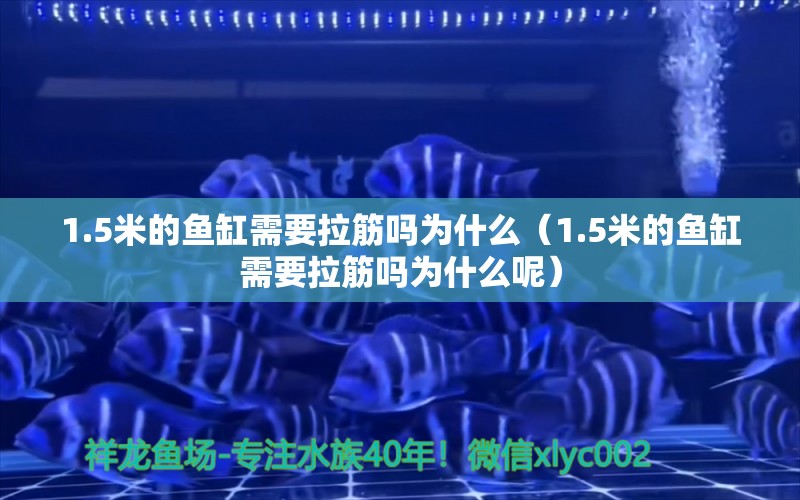 1.5米的鱼缸需要拉筋吗为什么（1.5米的鱼缸需要拉筋吗为什么呢）