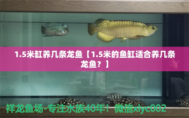 1.5米缸养几条龙鱼【1.5米的鱼缸适合养几条龙鱼？】 水族问答 第1张