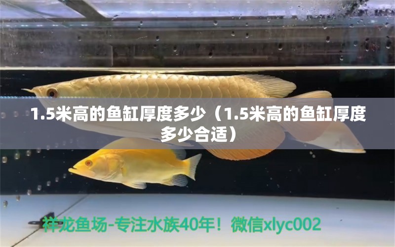 1.5米高的鱼缸厚度多少（1.5米高的鱼缸厚度多少合适） 鱼缸