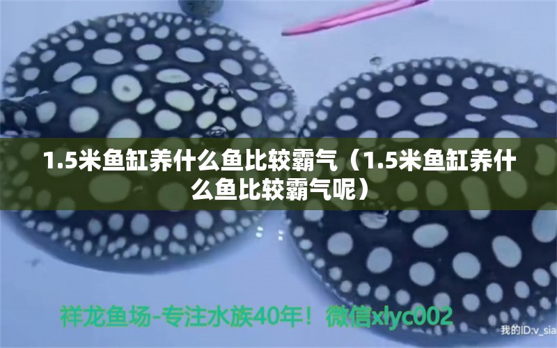 1.5米鱼缸养什么鱼比较霸气（1.5米鱼缸养什么鱼比较霸气呢） 其他品牌鱼缸