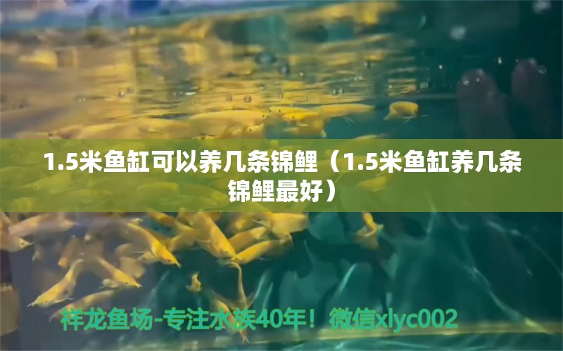 1.5米鱼缸可以养几条锦鲤（1.5米鱼缸养几条锦鲤最好） 福虎/异型虎鱼/纯色虎鱼