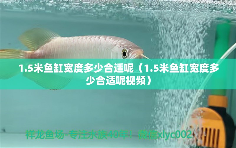 1.5米鱼缸宽度多少合适呢（1.5米鱼缸宽度多少合适呢视频） 虎鱼百科