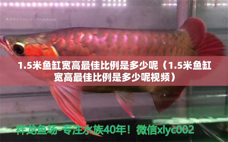 1.5米鱼缸宽高最佳比例是多少呢（1.5米鱼缸宽高最佳比例是多少呢视频） 其他品牌鱼缸