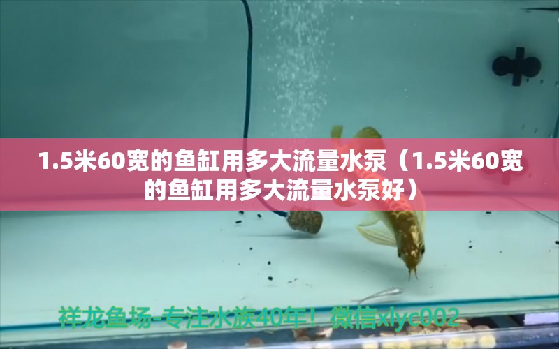 1.5米60宽的鱼缸用多大流量水泵（1.5米60宽的鱼缸用多大流量水泵好） 鱼缸百科