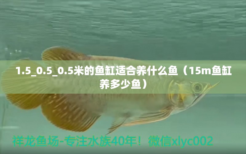 1.5_0.5_0.5米的鱼缸适合养什么鱼（15m鱼缸养多少鱼） 申古三间鱼