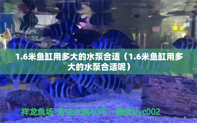 1.6米鱼缸用多大的水泵合适（1.6米鱼缸用多大的水泵合适呢） 其他品牌鱼缸