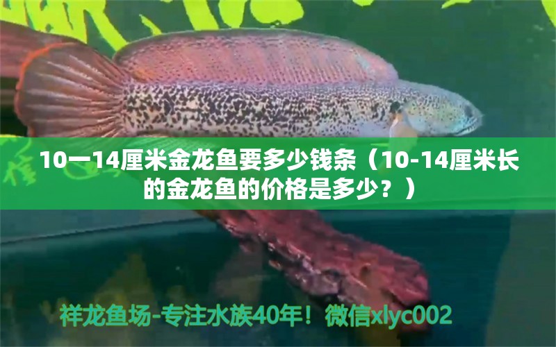 10一14厘米金龙鱼要多少钱条（10-14厘米长的金龙鱼的价格是多少？） 祥龙水族滤材/器材 第2张