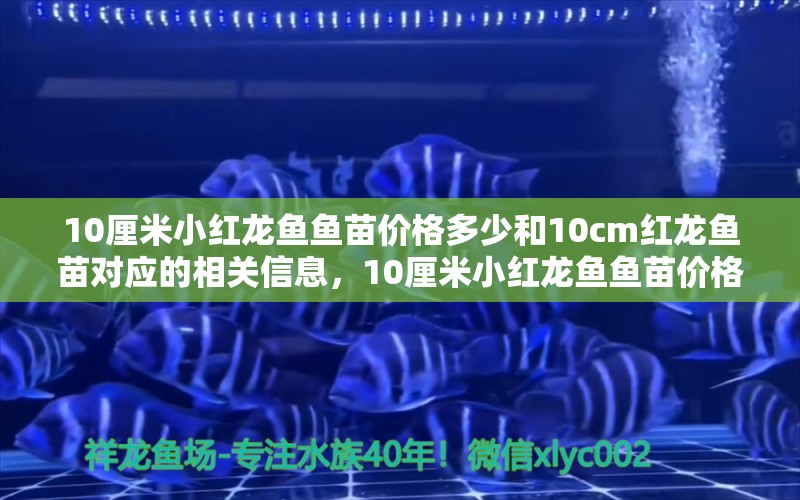 10厘米小红龙鱼鱼苗价格多少和10cm红龙鱼苗对应的相关信息，10厘米小红龙鱼鱼苗价格多少