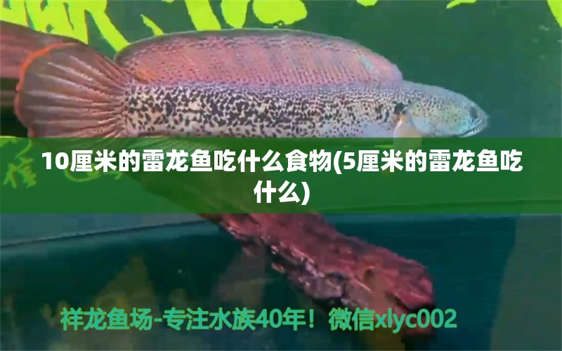 10厘米的雷龙鱼吃什么食物(5厘米的雷龙鱼吃什么) 2024第28届中国国际宠物水族展览会CIPS（长城宠物展2024 CIPS）