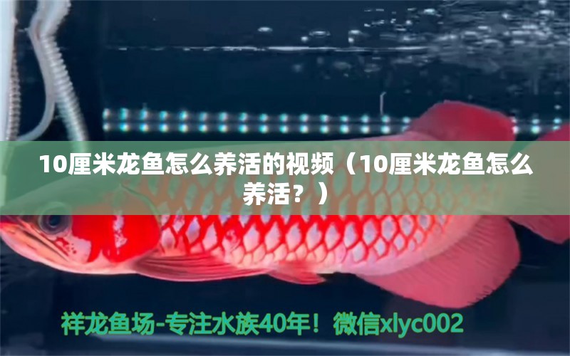 10厘米龙鱼怎么养活的视频（10厘米龙鱼怎么养活？） 祥龙水族滤材/器材 第2张