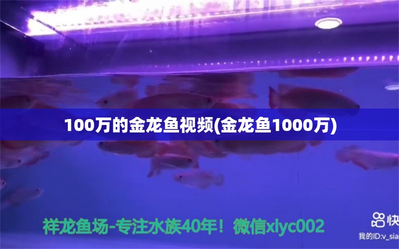 100万的金龙鱼视频(金龙鱼1000万) 白化火箭鱼