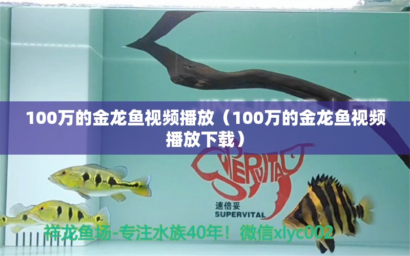 100万的金龙鱼视频播放（100万的金龙鱼视频播放下载）