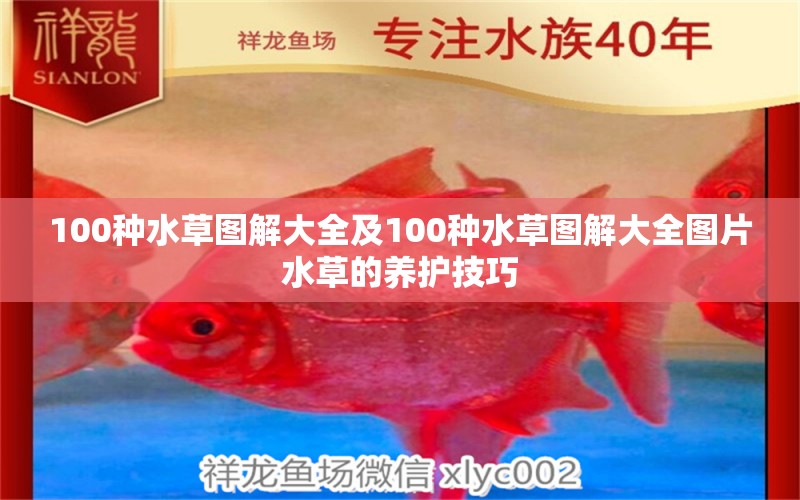 100种水草图解大全及100种水草图解大全图片水草的养护技巧 水草 第1张