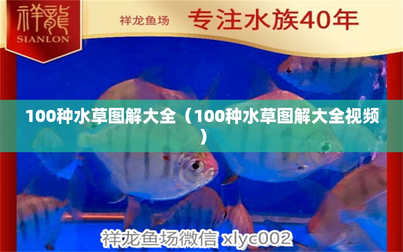 100种水草图解大全（100种水草图解大全视频）