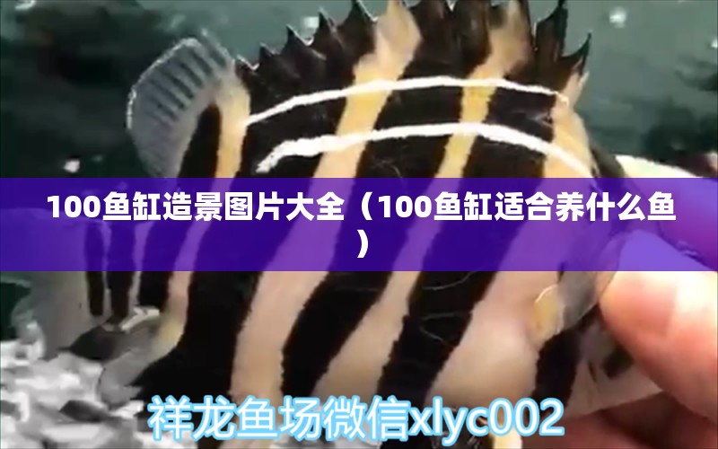 100鱼缸造景图片大全（100鱼缸适合养什么鱼）