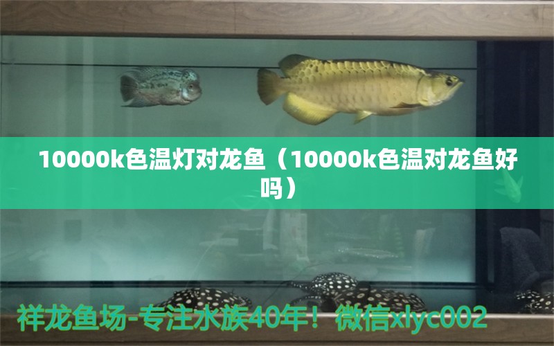 10000k色温灯对龙鱼（10000k色温对龙鱼好吗）