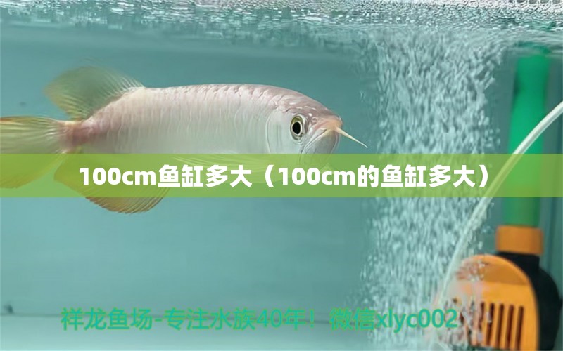 100cm鱼缸多大（100cm的鱼缸多大） 龙鱼百科