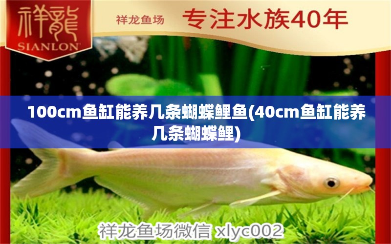 100cm鱼缸能养几条蝴蝶鲤鱼(40cm鱼缸能养几条蝴蝶鲤)