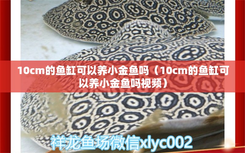 10cm的鱼缸可以养小金鱼吗（10cm的鱼缸可以养小金鱼吗视频） 鱼缸百科