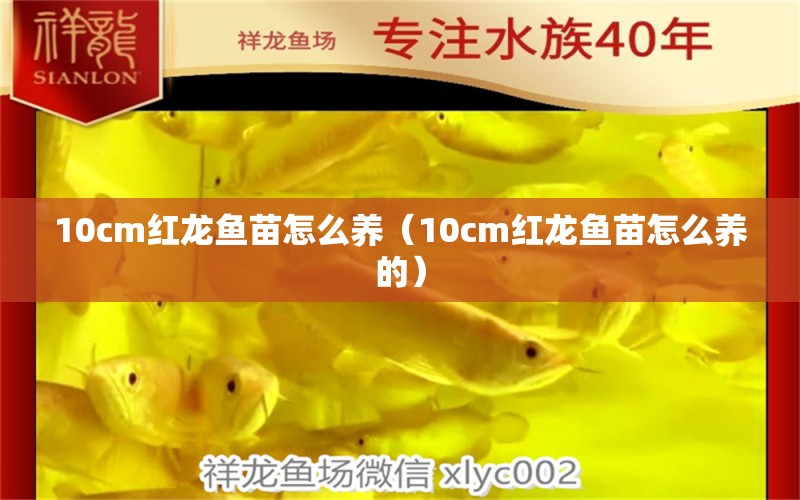 10cm红龙鱼苗怎么养（10cm红龙鱼苗怎么养的）