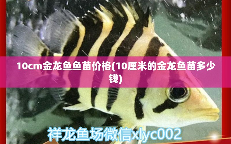 10cm金龙鱼鱼苗价格(10厘米的金龙鱼苗多少钱)