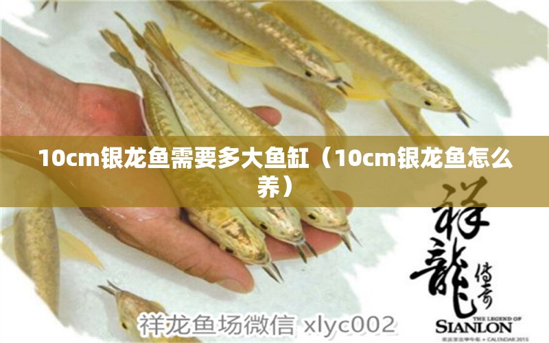 10cm银龙鱼需要多大鱼缸（10cm银龙鱼怎么养）