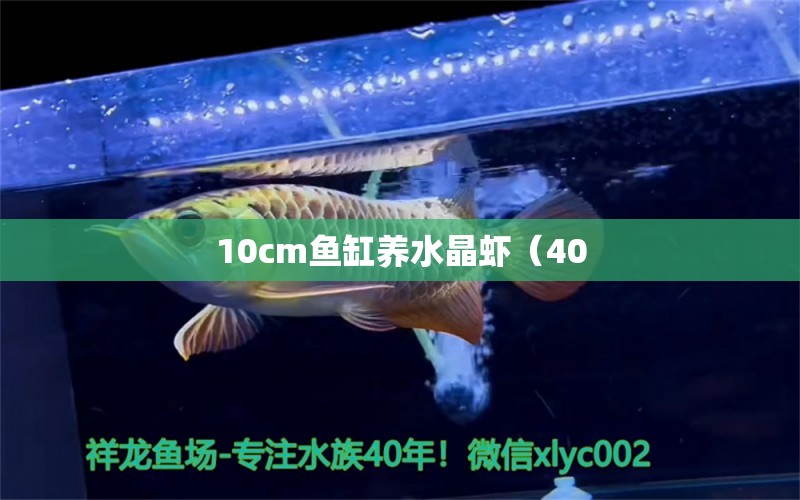 10cm鱼缸养水晶虾（40