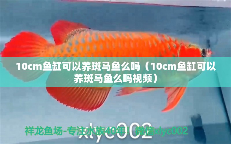 10cm鱼缸可以养斑马鱼么吗（10cm鱼缸可以养斑马鱼么吗视频） 鱼缸百科