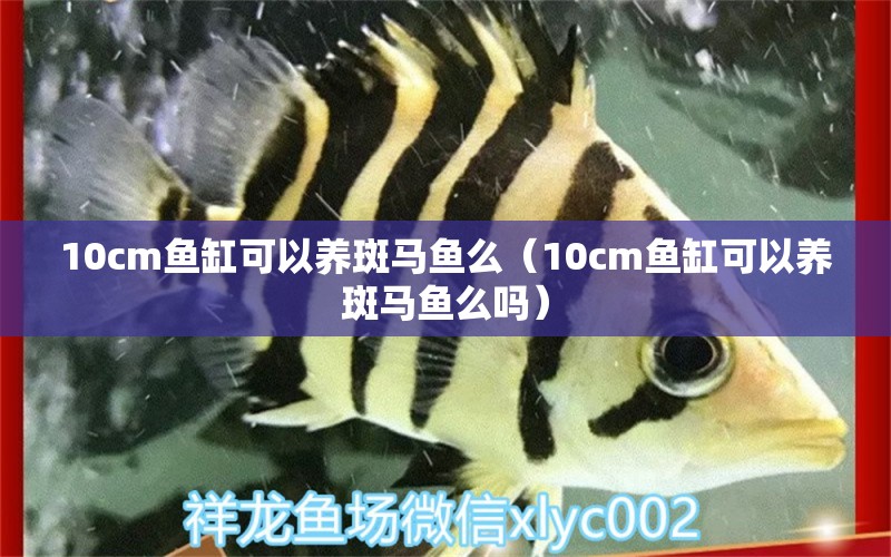 10cm鱼缸可以养斑马鱼么（10cm鱼缸可以养斑马鱼么吗） 鱼缸百科