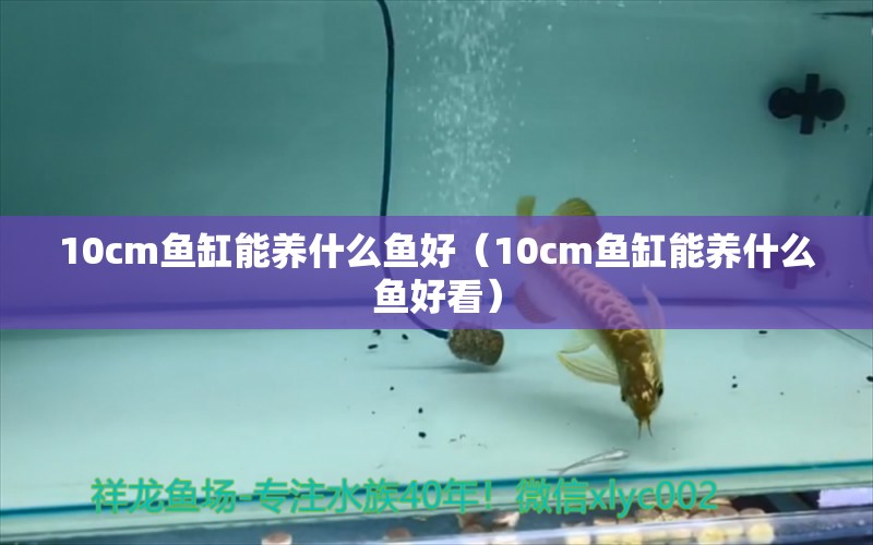 10cm鱼缸能养什么鱼好（10cm鱼缸能养什么鱼好看） 鱼缸百科