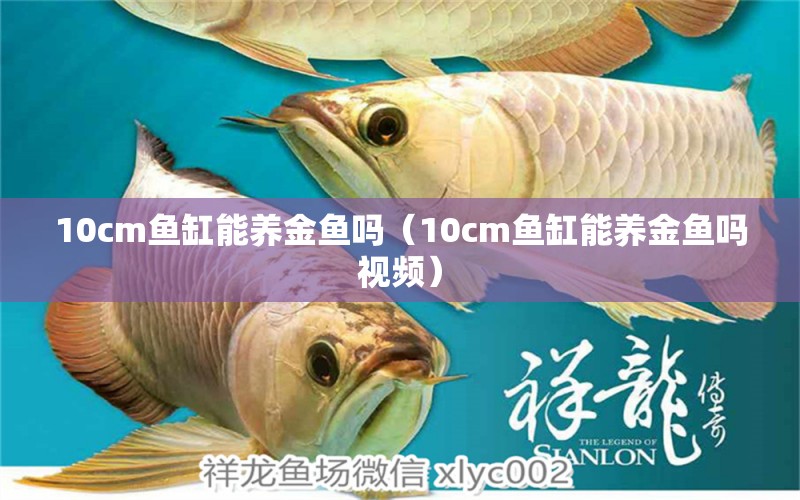 10cm鱼缸能养金鱼吗（10cm鱼缸能养金鱼吗视频）