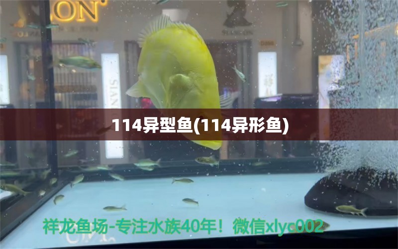 114异型鱼(114异形鱼) 元宝鲫