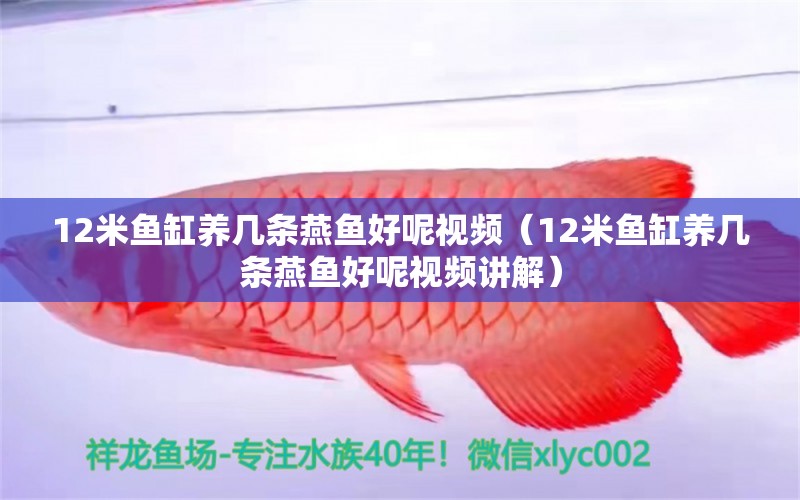 12米鱼缸养几条燕鱼好呢视频（12米鱼缸养几条燕鱼好呢视频讲解）