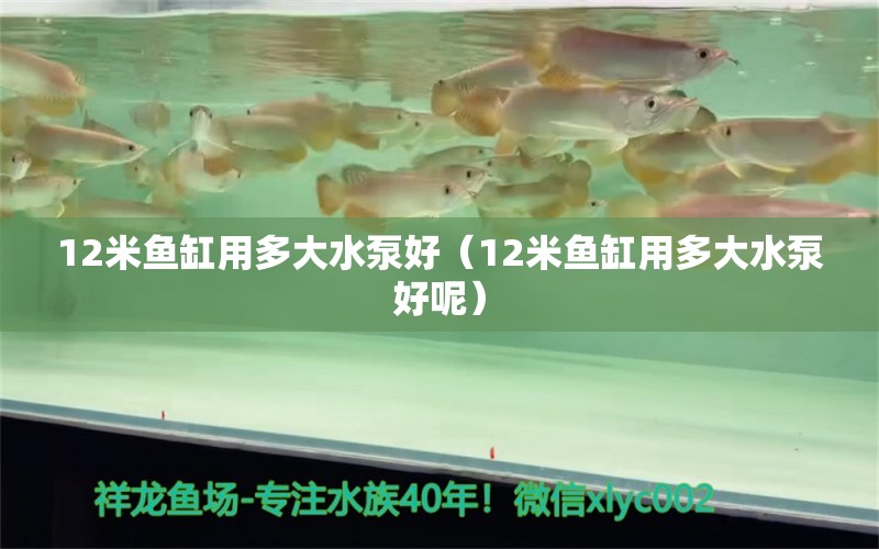 12米鱼缸用多大水泵好（12米鱼缸用多大水泵好呢）