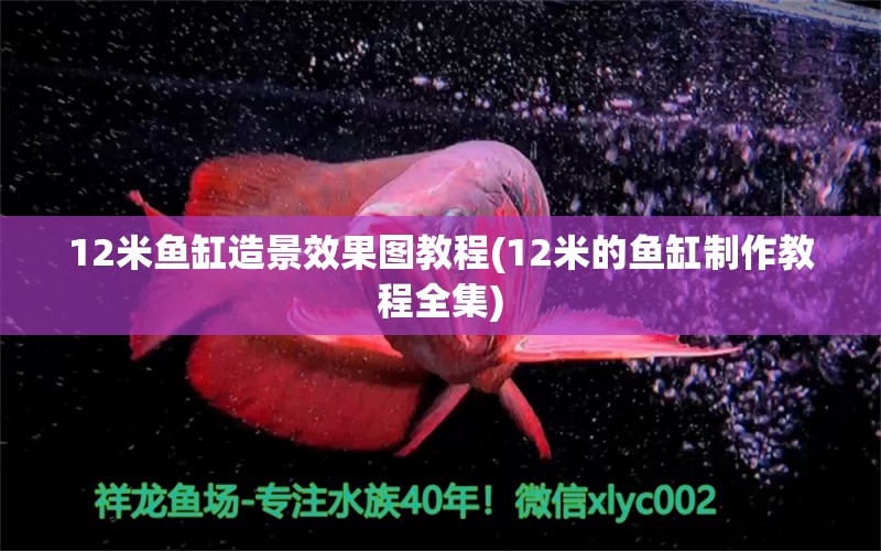 12米鱼缸造景效果图教程(12米的鱼缸制作教程全集) 狗仔招财猫鱼