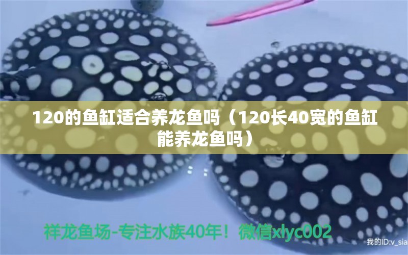 120的鱼缸适合养龙鱼吗（120长40宽的鱼缸能养龙鱼吗）