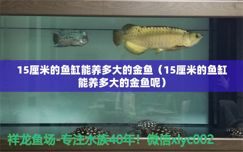 15厘米的鱼缸能养多大的金鱼（15厘米的鱼缸能养多大的金鱼呢） 其他品牌鱼缸