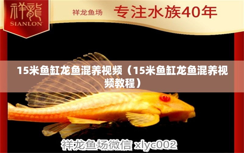15米鱼缸龙鱼混养视频（15米鱼缸龙鱼混养视频教程）