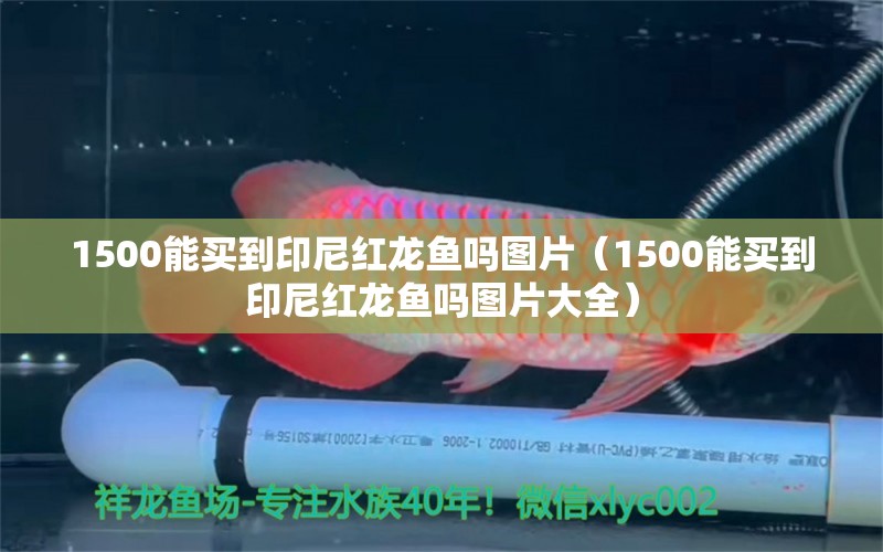 1500能买到印尼红龙鱼吗图片（1500能买到印尼红龙鱼吗图片大全） 印尼红龙鱼